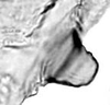 Hind wing.: Seventh marginal tubercle of A. craccivora. (Observation).