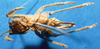 CollectionObject 1505171; b4db2125-5729-41a3-b86d-521fa11e5152, DORSA D014SF01: female, ventral view. (CollectionObject).