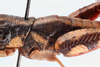 FieldOccurrence 41; 3e53b818-e887-42c4-aea2-2539a90a57c4; Uluguru, 2016/11/??: male, elytron. (FieldOccurrence).