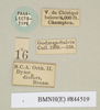 CollectionObject 1557592; NHMUK(SF IMPORT DUPLICATE) 844517-844510, 3d661a65-8589-49e6-b0fa-9b824bf06008: copyright Natural History Museum, London. male of synonym Dyme discors, data labels (paralectotype). (CollectionObject).
