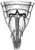 Ovipositor: !! display not done !! on Chlorotettix nudatus Ball, 1900: female pygofer, ventrally. (Observation).