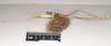 CollectionObject 1557432; NHMUK(SF IMPORT DUPLICATE) 844929, c9c96259-acb5-4e0f-a4e6-481fe999c5ba: copyright Natural History Museum, London. male, lateral view of synonym Bactrododema aculiferum (syntype). (CollectionObject).
