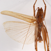 CollectionObject 1534682; 06719e8b-994d-4161-839d-ab64765ecfd3: male, dorsal view (holotype). (CollectionObject).