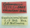 CollectionObject 1523714; ea6ce3ce-2433-4489-9ef0-f229fa6746b9: male, labels (lectotype). (CollectionObject).