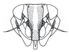 Head, frontal view on Chinchinota styx Kramer, 1967: Male holotype [USNM]: head, frontal view. (Observation).