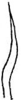 Pygofer ventral appendages, ventral view: Pygofer process, ventral view. (Observation).