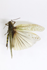 CollectionObject 1479113; 840c4a4f-cdaa-4609-b2c2-f4ff9876881a: male, dorsal view (neotype of Oedipoda hospes). (CollectionObject).