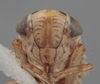 Head on Athysanella (Athysanella) incongrua Baker, 1898: (Observation).