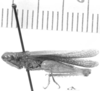 CollectionObject 1524965; b55da451-34c6-4a21-a8e7-d12a068211f3: male, lateral view (holotype). (CollectionObject).