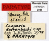 CollectionObject 1587165; MNHN(SF IMPORT DUPLICATE) MNHN-EP-EP1083, 72e6fca6-9836-4ee5-bb14-a8fe69c3658a: CC BY-NC-ND 4.0/MNHN - Depraetere Marion - 2014. Paratype, female, of kaltenbachi Roth, 1979. Specimen number: MNHN-EP-EP1083. http://coldb.mnhn.fr/catalognumber/mnhn/ep/ep1038. (CollectionObject).