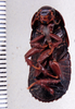 CollectionObject 1552896; 12548f3e-9795-4199-949c-b2a8ba16a363: Photo by Heidi Hopkins. ventral habitus. (CollectionObject).