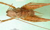 CollectionObject 1503128; 7f400fe4-a541-4e8b-b3e4-44a0856cbc02: male, dorsal view (holotype). (CollectionObject).