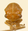 Trichaetipyga Caldwell, 1949: _Trichaetipyga juniperina_. (Otu).