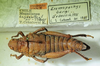 CollectionObject 1498702; 27418171-d4af-49b0-8e1d-eadd345d3a49: female with labels. (CollectionObject).