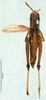 CollectionObject 1501416; 46a4efd5-3770-4e4d-9dd5-3609c624d4e2, DORSA BA000491S01: male, dorsal view (holotype). (CollectionObject).
