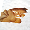 Pygofer, lateral view on Cyclopoliarus omani (Metcalf, 1938): (Observation).