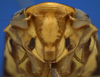 Head on Polana (Culumana) torqua (DeLong & Freytag, 1972): Male specimen [DZRJ]: head, ventral view. (Observation).