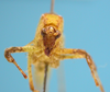 CollectionObject 1542781; DEES MZLQ-I0122, b7bae298-dc51-47a2-9586-39663fcb14f2: male, face frontal view (holotype). (CollectionObject).