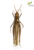 CollectionObject 1861848; Unioeste Cascavel K-0058, cd5d9e1c-7fde-42f5-8e5a-4f034519e762: Female. Dorsal view. (CollectionObject).