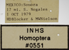 Other on Athysanella (Gladionura) nacazarana (Osborn, 1930): Labels - Male. (Observation).