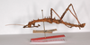 CollectionObject 1558620; 004f81cf-8f5b-48fe-ba2e-596cce0b9a6d: copyright ZMB, Berlin. male, lateral view (paralectotype). (CollectionObject).;CollectionObject 1558621; 457bf35d-10cc-44dd-a7df-44b20b9cad56: copyright ZMB, Berlin. male, lateral view (paralectotype). (CollectionObject).;CollectionObject 1558622; 57bd3c81-712d-4b8f-bcf9-b8a17e12b6db: copyright ZMB, Berlin. male, lateral view (paralectotype). (CollectionObject).