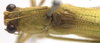 CollectionObject 1505880; 7aaac79b-4660-487b-b48c-14b30f45b04a: male, dorsal view (holotype). (CollectionObject).