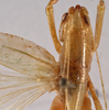 CollectionObject 1534474; 4f7f0f8d-5657-4b6c-a7b5-dbf0d67b384b: female pronotum, dorsal view (holotype). (CollectionObject).