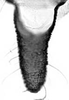 Aedeagus, ventral view.: Cauda (CA) of A. pomi. (Observation).
