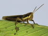 Zygoclistron trachystictum Rehn, 1905: male (Brazil, Minas Gerais, Reserva Ecológica do Panga). (Otu).