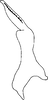 Stylus: !! display not done !! on Afrosus unimaculatus (Naudé, 1926): Stylus. (Observation).