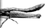 CollectionObject 1540562; 7596415d-d2f8-42b9-a939-494782c41d66: Image Carbonell, C.S. male, abdomen tip, lateral view (lectotype). (CollectionObject).