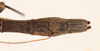 Dyme mamillata Brunner von Wattenwyl, 1907: copyright NMW, Vienna. male: end of abdomen, dorsal view (holotype). (Otu).