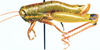Lentula obtusifrons Stål, 1878: male, lateral view. (Otu).
