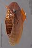 CollectionObject 1573443; MVMA T 4447, d0806462-f69f-4eae-ae6a-08b602f6450c: Copyright Museum Victoria / CC BY. Lectotype, male, dorsal. (CollectionObject).