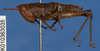 CollectionObject 1518438; d37d5e23-54c5-4b16-a6f8-54224030b649: female, lateral view (syntype). (CollectionObject).