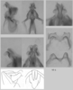 Melanoplus uinta Otte, 2012: (Otu).