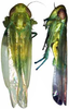 Habitus, dorsal view on Distantasca serratipenis (Qin & Zhang, 2007): Habitus. (Observation).