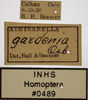 Other on Athysanella (Athysanella) gardenia Osborn, 1930: Labels - female. Labels for the dorsal and lateral views. (Observation).
