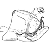 Pygofer, lateral view on Empoascanara (Empoascanara) hongkongica Dworakowska, 1971: Pygofer, lateral view. (Observation).