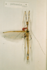 CollectionObject 1560063; 90db6904-acd6-452f-ab15-88f33c4c0bc5: copyright NHRS, Stockholm. male (holotype). (CollectionObject).
