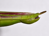 CollectionObject 1583387; QM T244503, b6757617-199f-4781-960f-065724f0e272: copyright QM, Brisbane. female: end of abdomen, lateral view (holotype), co.. Brisbane. (CollectionObject).