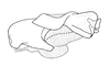 Megacephalacris pugnax pugnax (Gerstaecker, 1873): Fig. 69. phallic complex, lateral view. (Otu).
