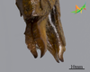 CollectionObject 2250508; Unioeste Cascavel K-1186, c635d9ba-c6c7-4252-9d3a-5198b7bb4aee: Female, terminalia in dorsal view. (CollectionObject).