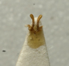 CollectionObject 1535993; 8c90b7ea-0f7a-492a-bd54-ceee962962ca: male titillator (syntype). (CollectionObject).