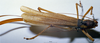 CollectionObject 1505637; 9a9510dd-0900-4038-adf1-8f7aabae09fe: female habitus dorsal view (holotype). (CollectionObject).
