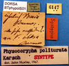 CollectionObject 1500579; 813857f5-1a9e-4487-b33a-33b43c62878d: labels (syntype). (CollectionObject).