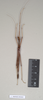 CollectionObject 1562018; NHMUK(SF IMPORT DUPLICATE) 844843, 02beb93f-6bb1-4187-93c6-68bcd0cf3f1c: copyright Natural History Museum, London. male of synonym Sipyloidea peelensis (holotype). (CollectionObject).