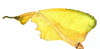 CollectionObject 1591399; 270adce3-a2d6-4189-9d34-ba6b6ce3ba6a: copyright IMQC Montreal. female foreleg, dorsal view (holotype). (CollectionObject).