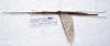 CollectionObject 1576186; 1e3de977-da3e-465a-8331-157557b09e8d: copyright SPM, Kinabalu. male, dorsal view (holotype). (CollectionObject).