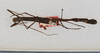 CollectionObject 1561268; 5a0ce6ed-04f1-4f16-ba85-2c9b1b7fe1df: copyright USNM, Washington. female (holotype). (CollectionObject).